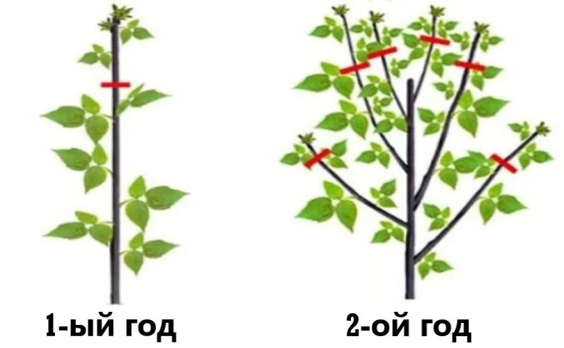 Обрезка кустов малины весной. Малина дерево Таруса обрезка. Схема обрезки малины. Обрезка малины схема.