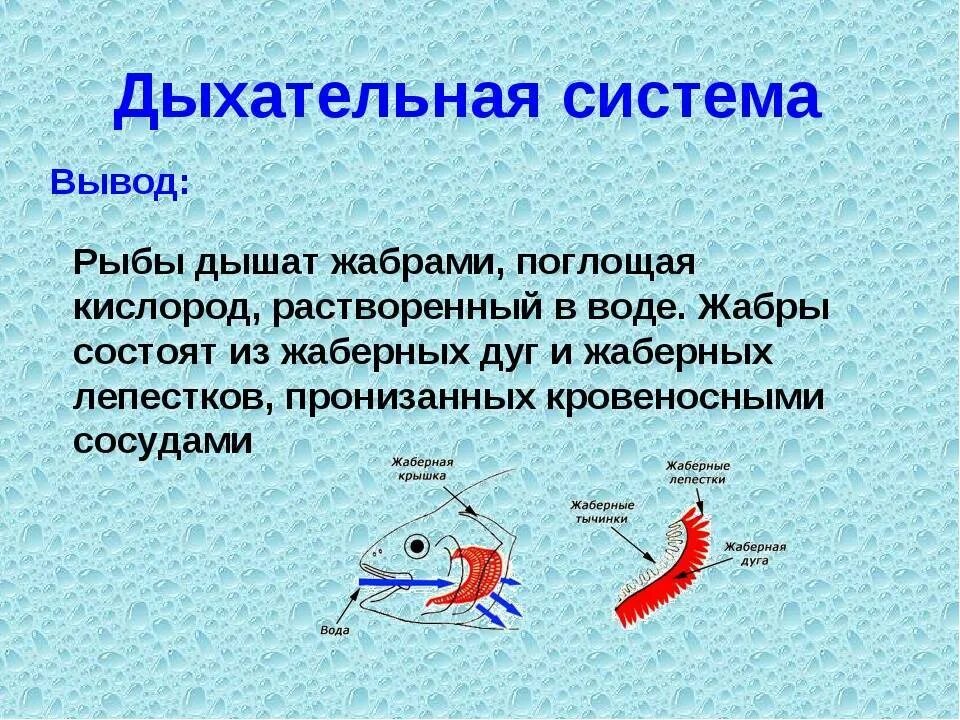 Схема жаберного дыхания рыб. Дыхательная система рыб для 4 класса. Строение дыхательной системы рыб. Дыхательная система система у рыб строение. Откуда в воде кислород