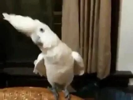 Видео попугай танцует под