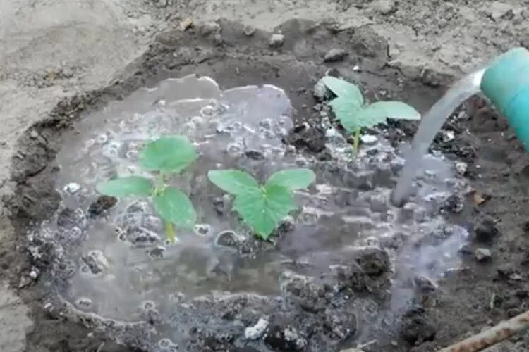 Как надо поливать огурцы в открытом