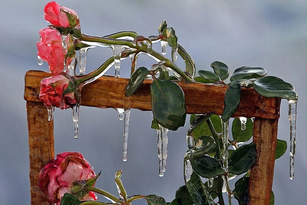 Поломанные цветы. Цветок розы во льду.