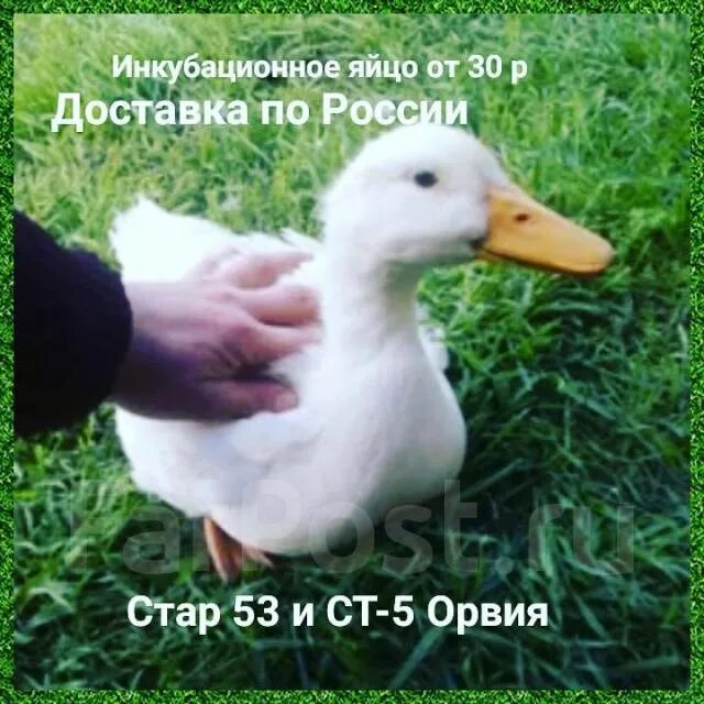 Старая утка. Утка старт 53. утята стар 53. утка белая старт 53. утка кросс 53.