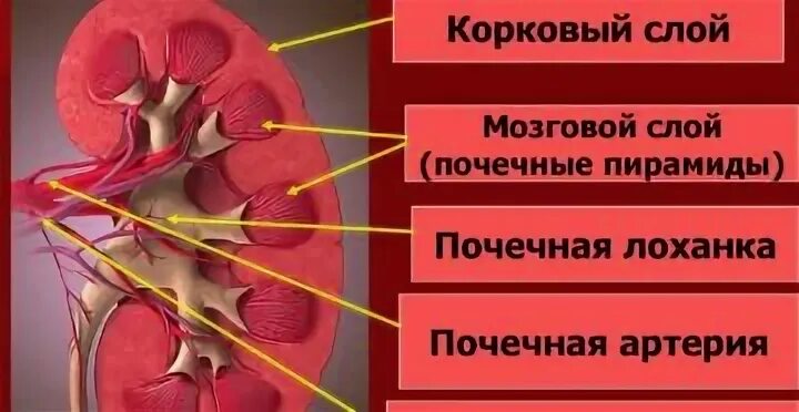 Почках и в головном мозге. Корковый слой почки. Мозговой слой почки. Абсцесс мозгового слоя почки.