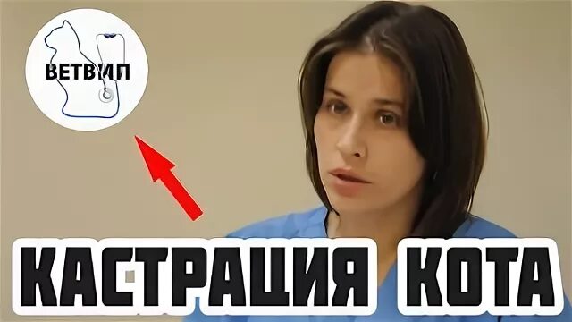 Кастрируют ли шпица