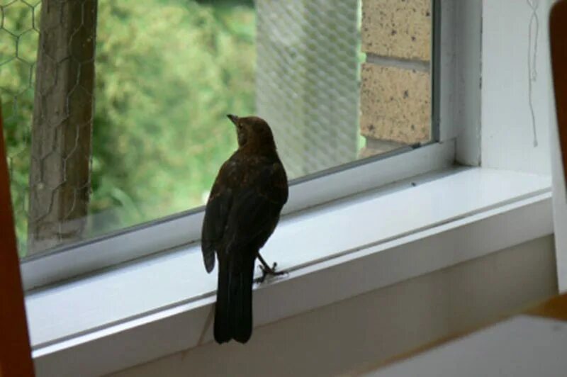К чему снится птица в окне. Птица залетела в дом. Птица влетела в дом. Дом с птицами. Птица залетела в окно.