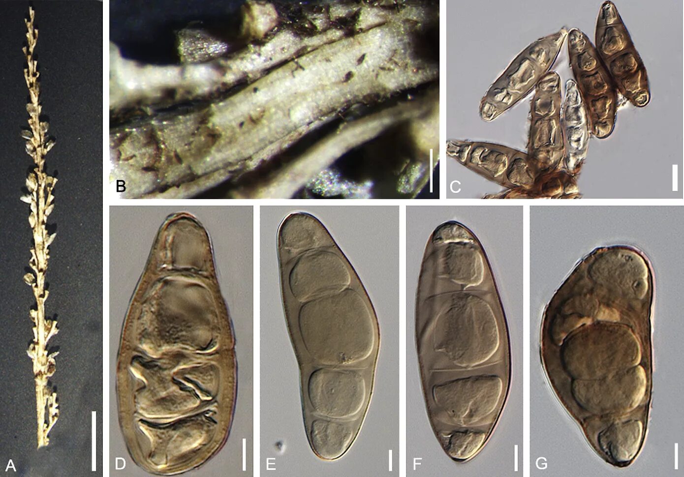 Bipolaris victoriae s27. Bipolaris victoriae s27. Биполярис. Bipolaris sorokiniana конидии. Гельминтоспориум.