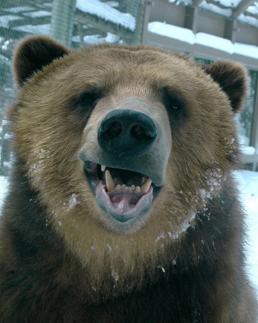 Приколы русских животных. Медведь. Забавный медведь. Прикольный медведь. Радостный медведь.