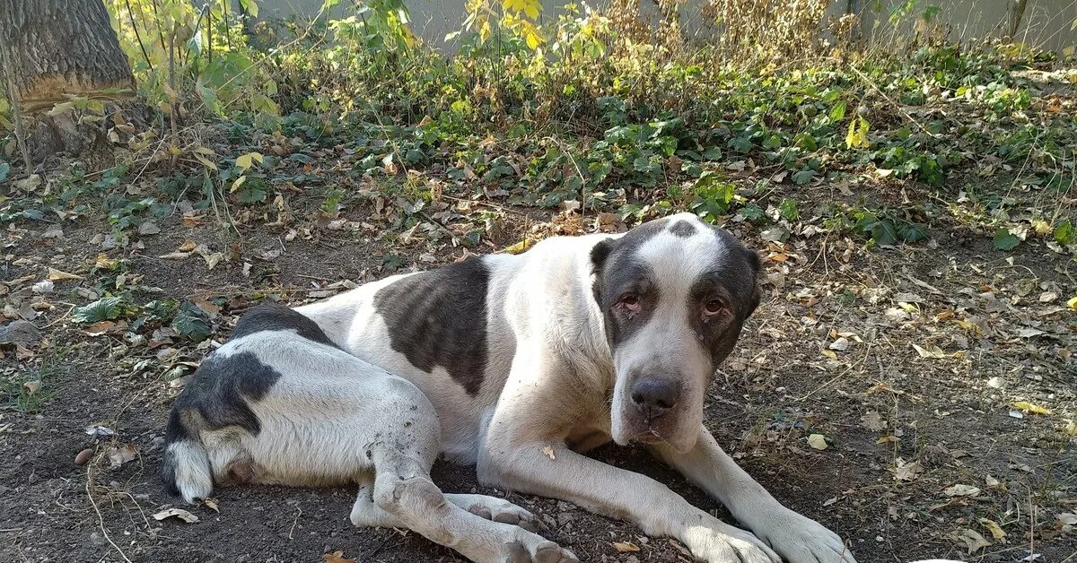 Худая собака. Голодание собаки. Голодание собаки. Мри собака. Схватка алабая и волгоградца.