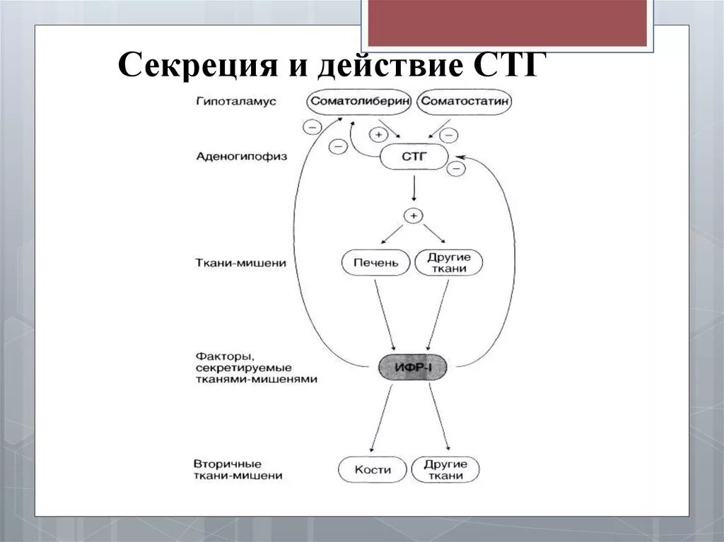 Синтез гормона роста. Схема регуляции секреции соматотропного гормона. Схема регуляции секреции СТГ. Регуляция выработки соматотропного гормона схема. Контур регуляции секреции соматотропного гормона.