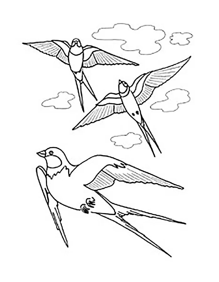 Перелетные птицы Ласточка рисунок. Ласточка рисунок. Ласточка раскраска. Ласточка раскраска для детей.