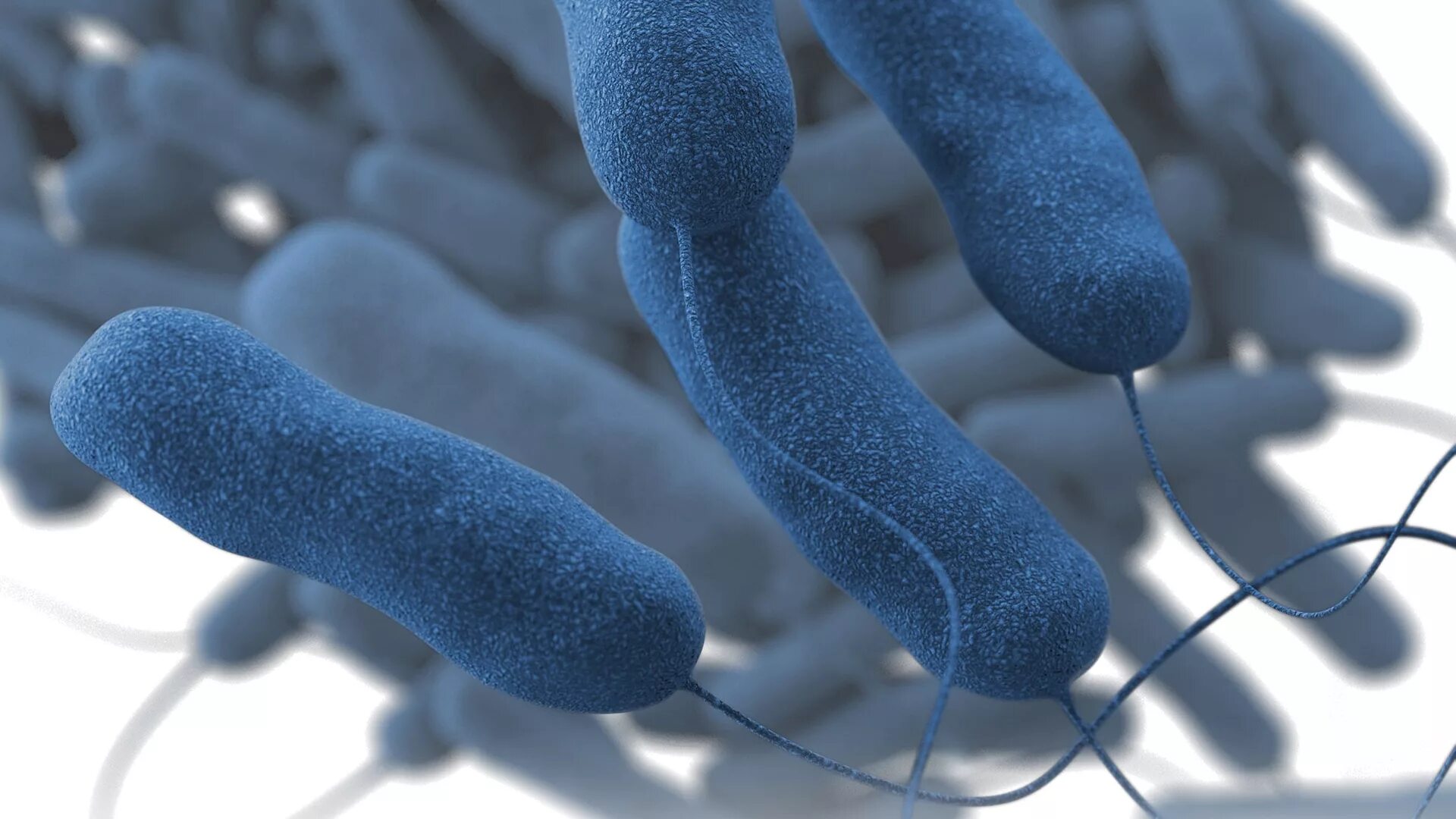 Легионеллез микробиология. Легионелла возбудитель. Легионелла пневмония. Легионеллы микробиология. Возбудитель легионеллеза микробиология.