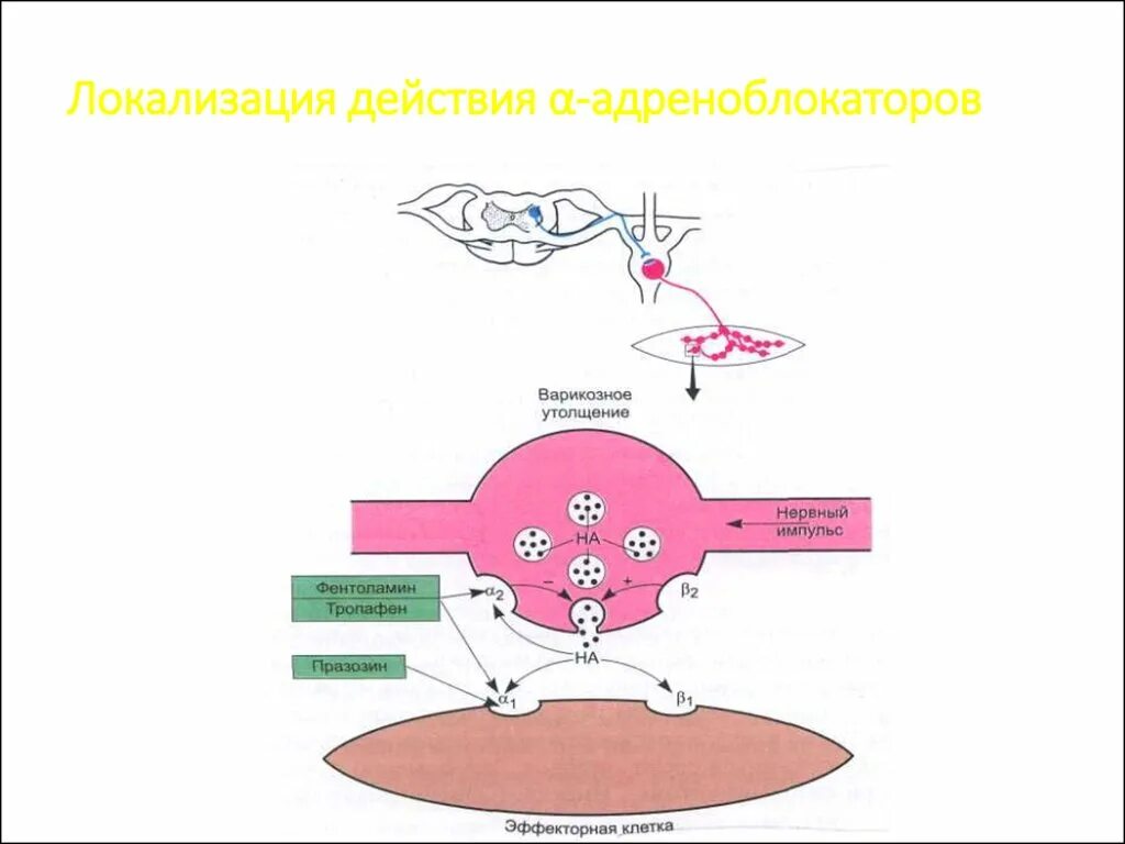 Локализация действия Альфа адреноблокаторов. Адреноблокаторы локализация. Локализация бета адреноблокаторов. Механизм действия адреноблокаторов. Действие альфа адреноблокаторов