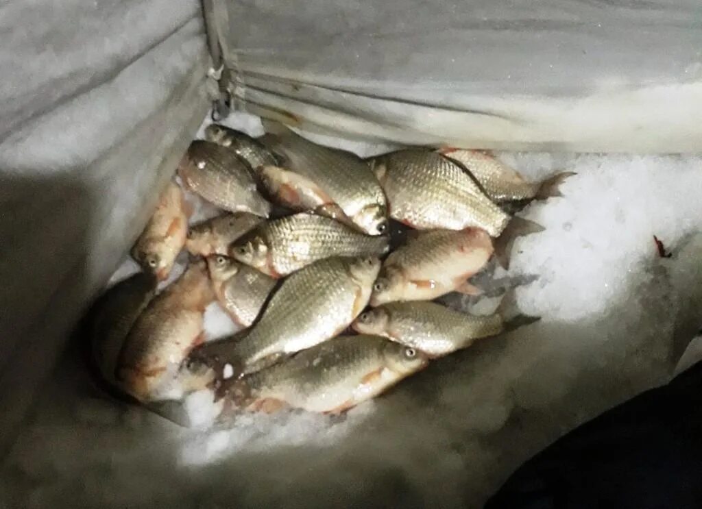 Уелги отчеты о рыбалке ноябрь 2023. Рыбалка на озере уелги. Уелги отчеты о рыбалке ноябрь 2023. Уелги отчеты о рыбалке ноябрь 2023. Оз уелги челябинской области рыбалка.