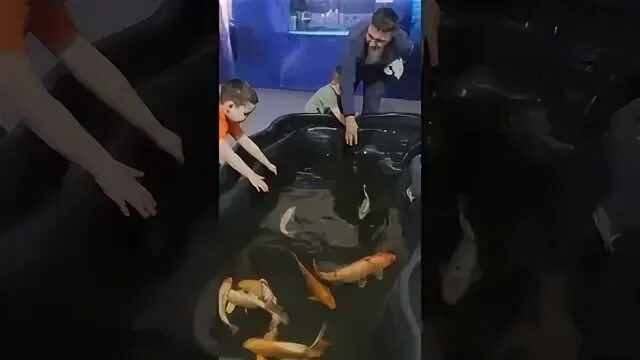Выставка рыб в прокопьевске в победе. Выставка рыб. выставка рыб чебоксары. в прокопьевск выставка рыб. выставка рыбок.