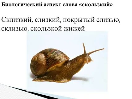 Как пишется слово скользкий
