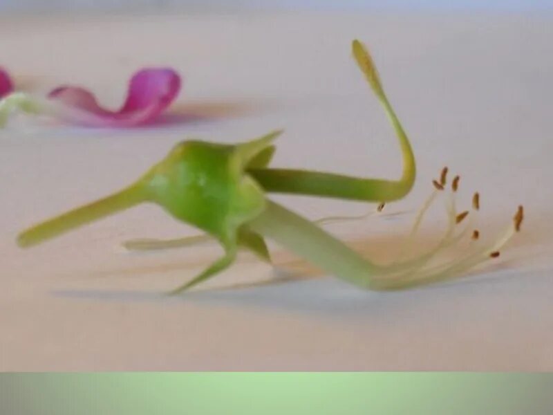 Чашелистики гороха. Чашелистики гороха. Чашелистики гороха. Строение цветков семейства бобовые. Схема растения семейства бобовых.