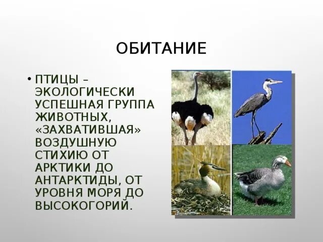 Где обитают птицы 1 класс. Места обитания птиц. птицы по обитанию. экологичные птицы место оббит. птицы обитатели высокогорий таблица.