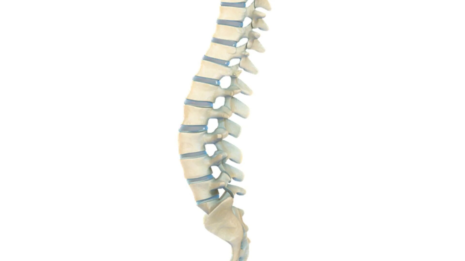 Spine emulator. Spine 3. 3 д атлас позвоночника. 9504 spine. synergн spine phoжops.