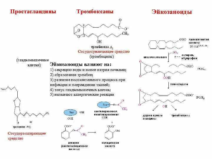 Простагландин 1 2. Простагландины тромбоксаны и лейкотриены. Схему процесса инактивации эйкозаноидов.. Эйкозаноиды лейкотриены простагландины тромбоксаны. Простогландин