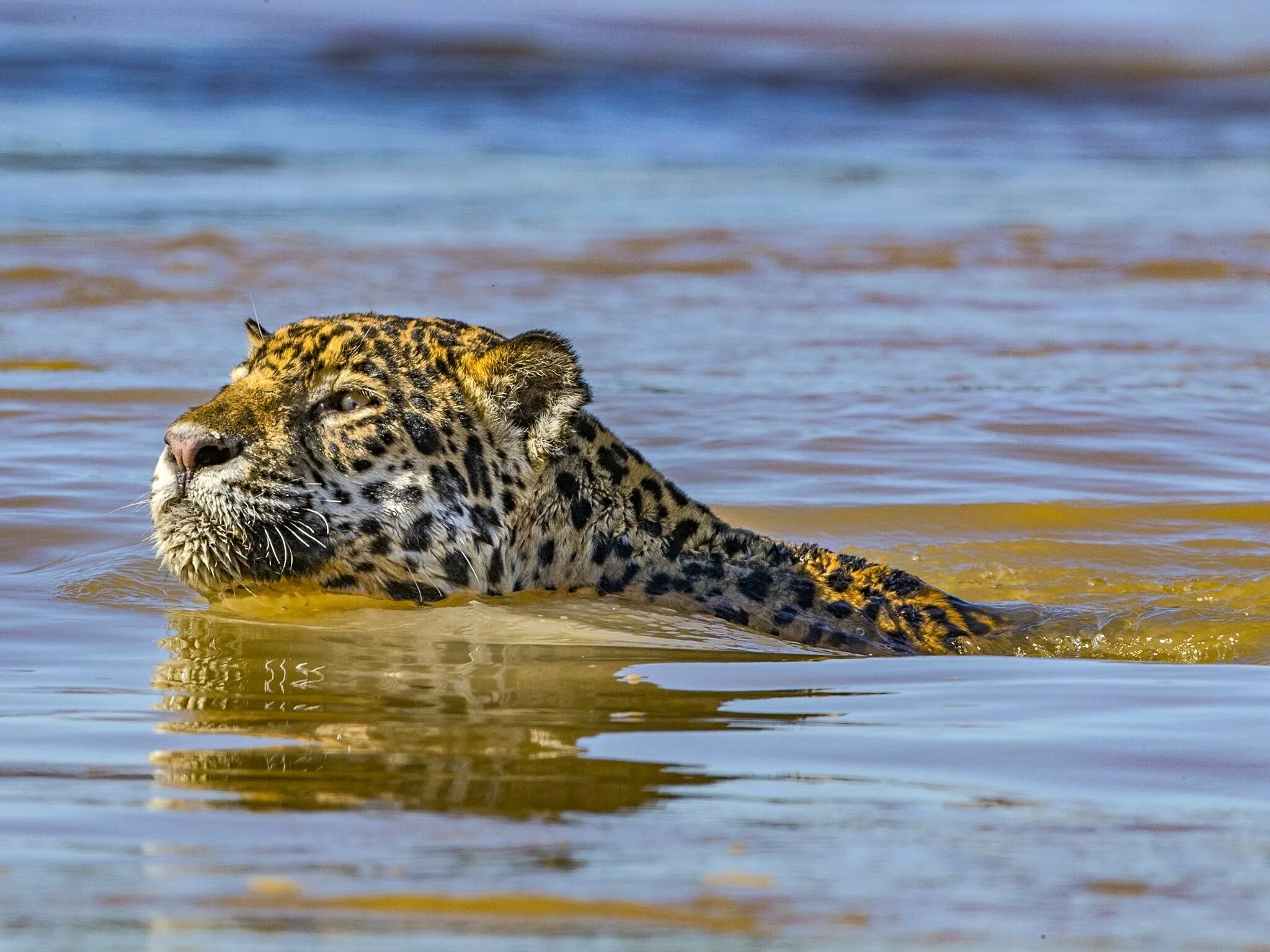 Animals swim