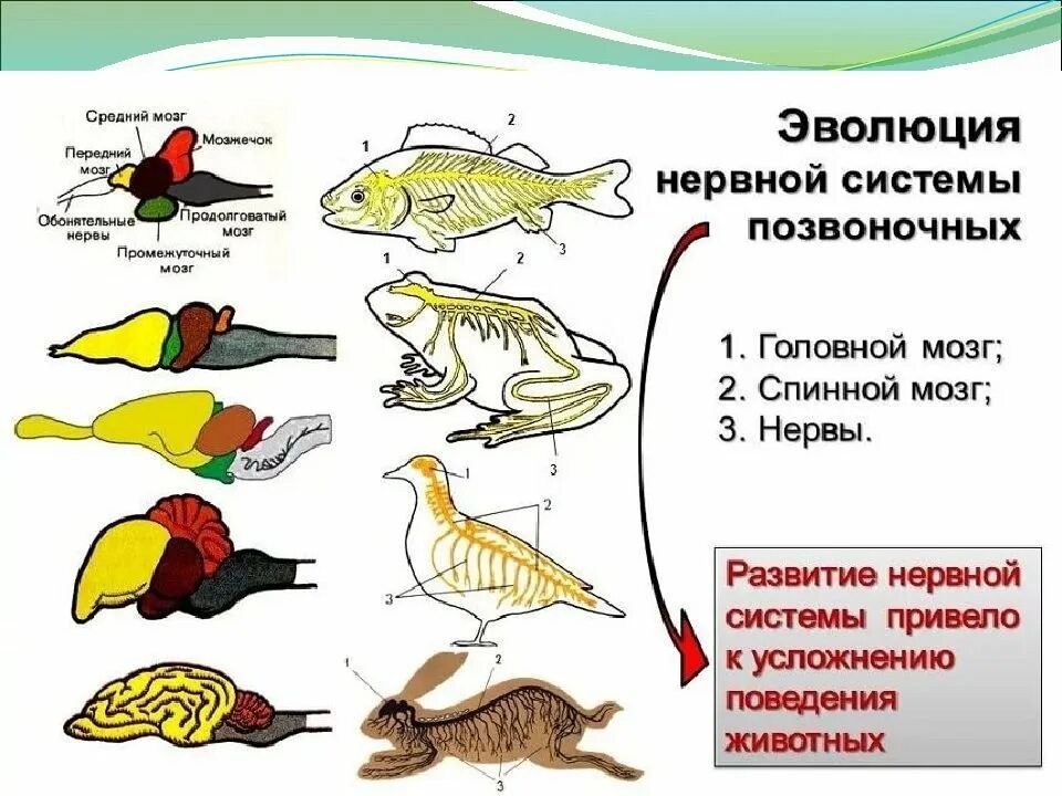 Тест нервная система органы чувств. Эволюция нервной системы позвоночных животных таблица. Эволюция нервная система позвоночных 7 класса. Эволюция нервной системы беспозвоночных таблица. Эволюция нервной системы у животных таблица.