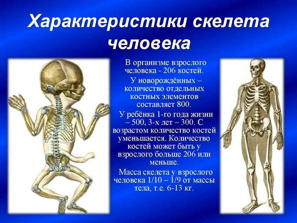 Кол во костей в человеке. Сколько косетц у человека?. Сколько костнй учнловека. Сколько костей учеовека. Что определяет скелет