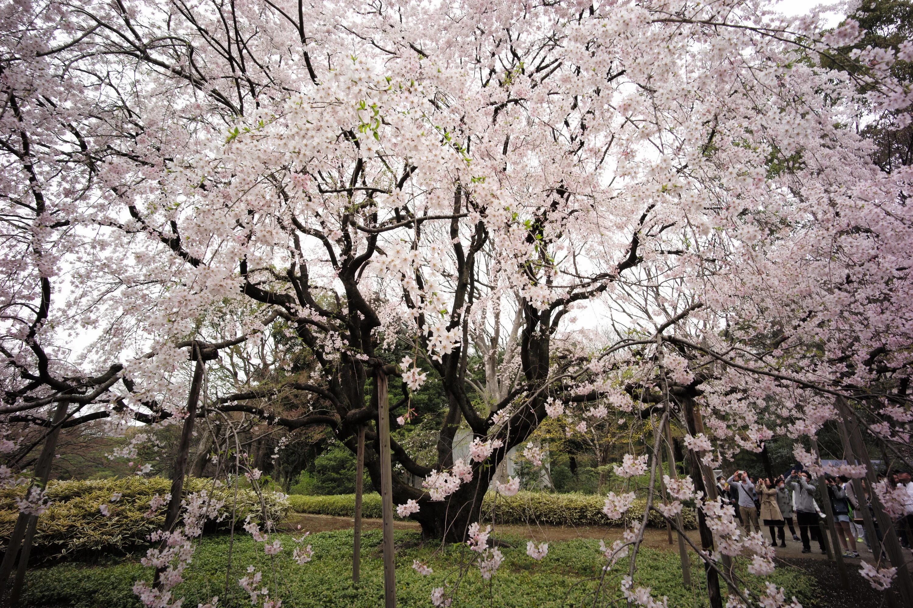 Tokyo m. Деревья Сакуры в Токио. Токио Сакура роща. Старая Сакура.