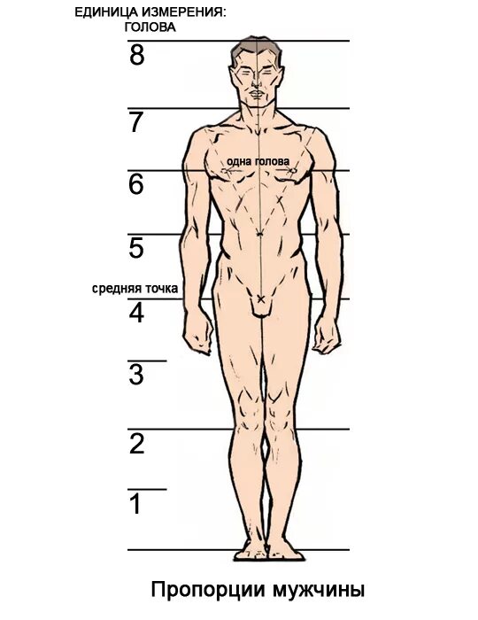 Пропорции тела мужского человека. Пропорции тела мужчины рисунок. Соотношение ног и тела у мужчин. Соотношение пропорций тела мужчины. Какая часть тела увеличивается