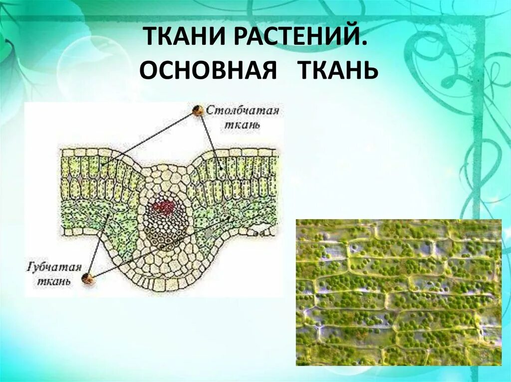 Изображение ткани растений