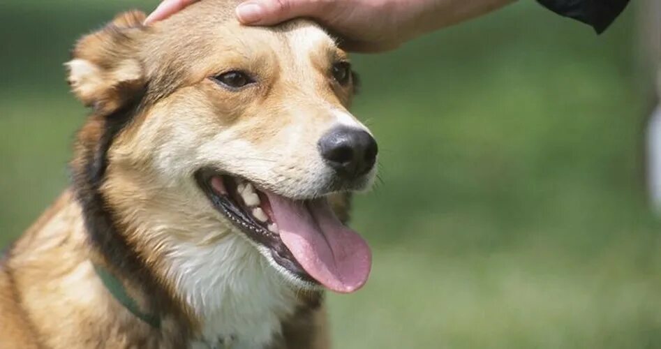 Парень с собакой. Лакомства для собак. Good boy dog. Поощрение собаки. Интересные породы собак.