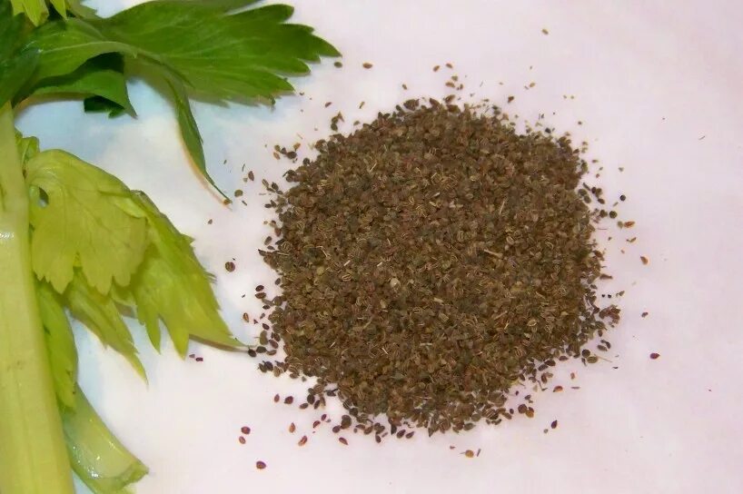 Сельдерей Apium graveolens. Celery Seed приправа. Celery extract. Prepare lot