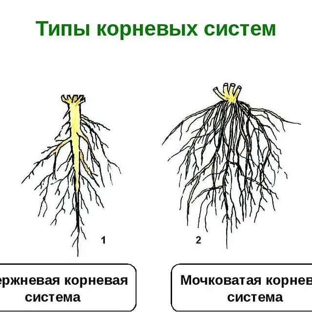 Корневая система шелковицы. Для двудольных растений характерны мочковатая корневая система. Береза повислая мочковатая или стержневая. Стержневой корень и мочковатый корень. Береза повислая мочковатая или стержневая.