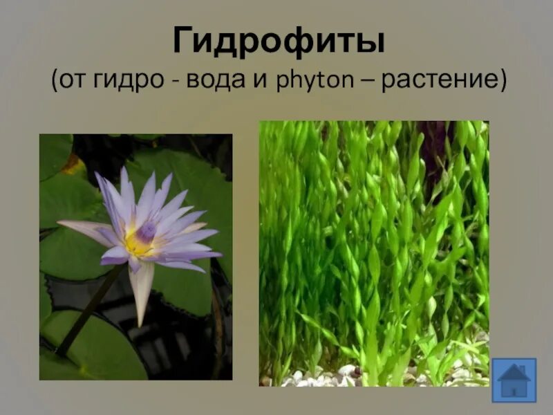 Гидатофиты гидрофиты гигрофиты. Ксерофиты и гидрофиты.