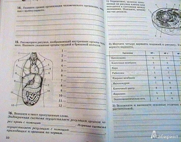 Проверочная работа анализаторы 8 класс биология. Тесты по биологии 8 класс Колесов маш Беляев. Биология 8 класс Колесов. Рабочая тетрадь Колесов биология человек. Рабочая тетрадь к учебнику Колесова биология 8 класс.