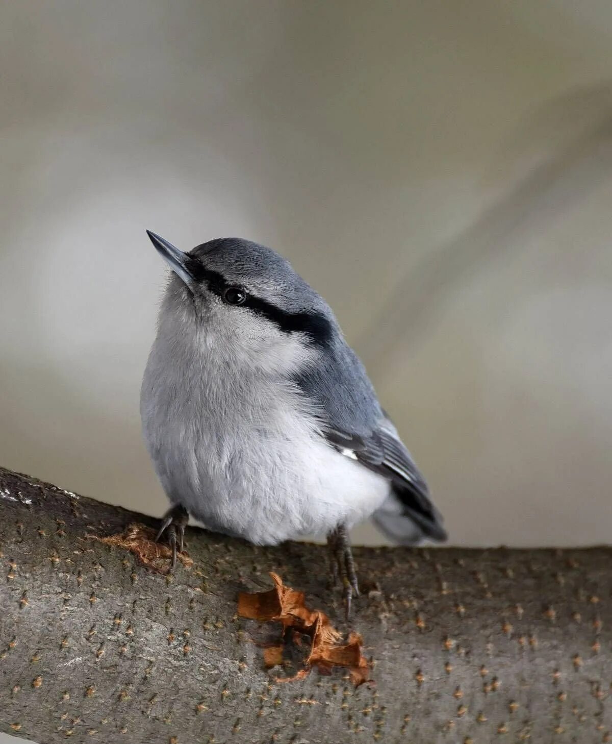 Обыкновенный поползень sitta europaea. Прлощень обыкновенный. Клест поползень. Поползень птица. Как выглядит птица поползень.