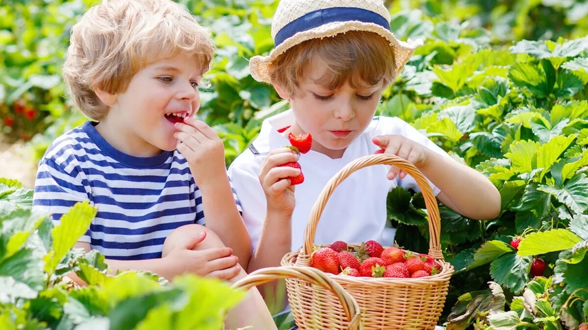 Период лета. Лето дети. Клубника для детей. Дети собирают ягоды. Дети собирают землянику.