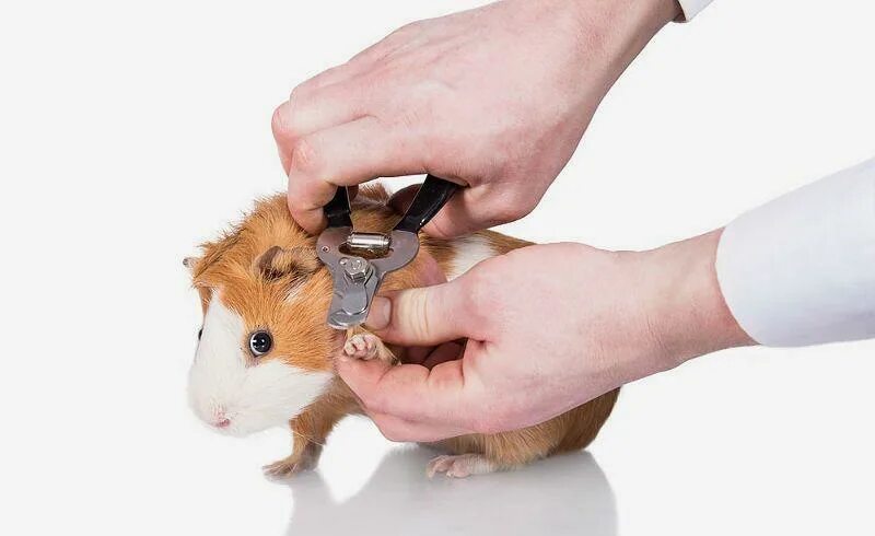 Когти морской свинки. Когтерезка для морских свинок. Стрижка ногтей морской свинки. Стрижка ногтей морской свинки. Когти морской свинки.