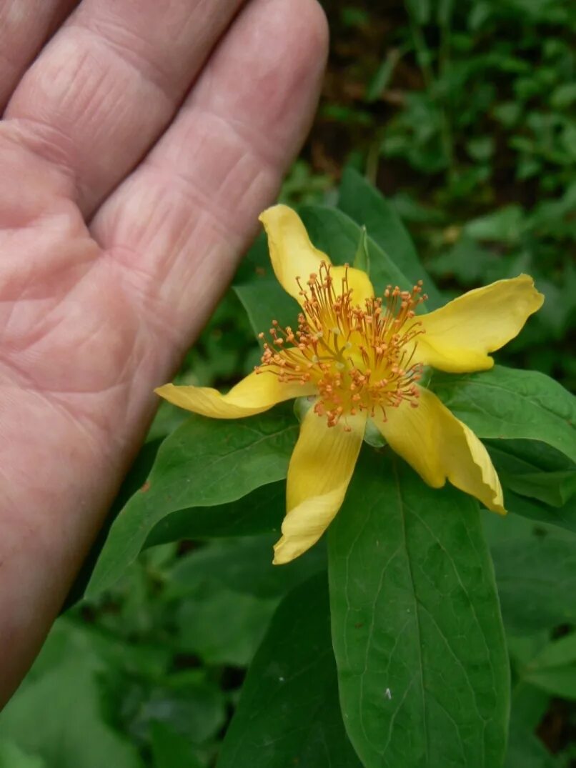 Зверобой большой. Hypericum ascyron. Зверобой Дальневосточный. Зверобой Геблера. Зверобой четырёхкрылый.