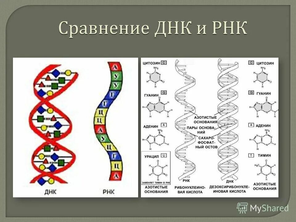 Составляющая днк. Строение нуклеиновых кислот ДНК И РНК таблица. Азотные основания ДНК И РНК таблица. Схема строения ДНК И РНК. Тип структуры в РНК И ДНК.