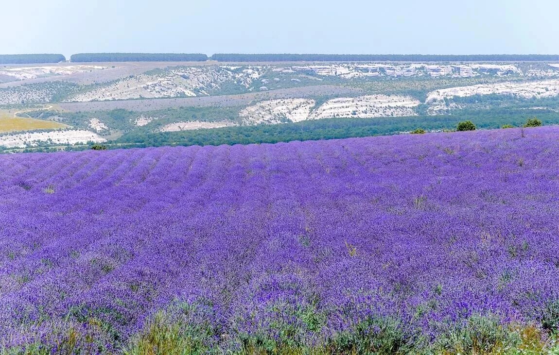 Розовые поля в крыму