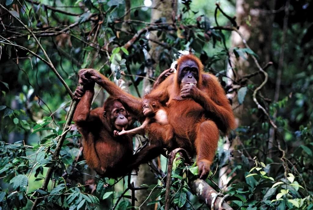 Орангутан и шимпанзе. Приматы орангутанг. Орангутанг в джунглях. Образ жизни приматов.