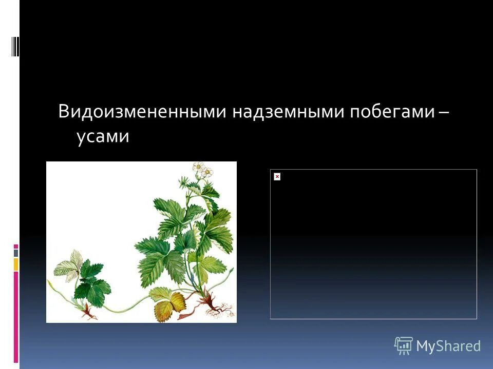 Примеры растений имеющих надземные видоизмененные побеги Кактус видоизмененный побег