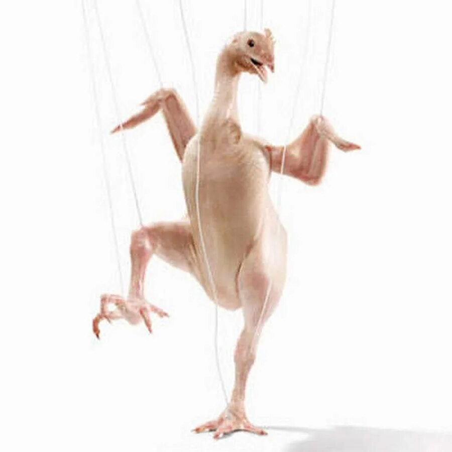 Человек животное без перьев