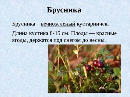 Слово вечнозеленый