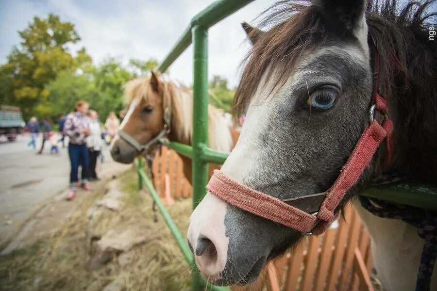 Добрая лошадка