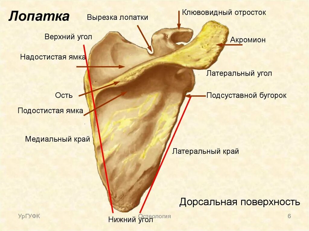 Где расположена верхнее. Клювовидный отросток лопатки строение. Нижний край акромиального отростка лопатки. Лопатка анатомия Синельников. Лопатка анатомия латеральный угол.