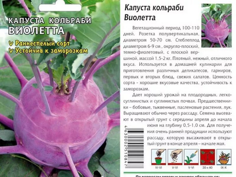 Капуста кольраби повариха. Кольраби фиолетовая рецепты. Капуста кольраби смак. Капуста кольраби фиолетовая. Краснокочанная капуста кольраби.