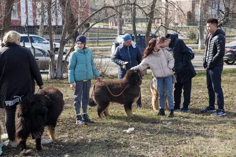 Выставка собак 17 августа 2024