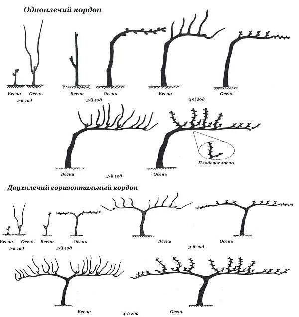 Правильно обрезать виноград весной для начинающих схема. Схема обрезки винограда. Схема обрезки винограда летом. Обрезка винограда весной. Обрезка винограда схема для начинающих по годам.