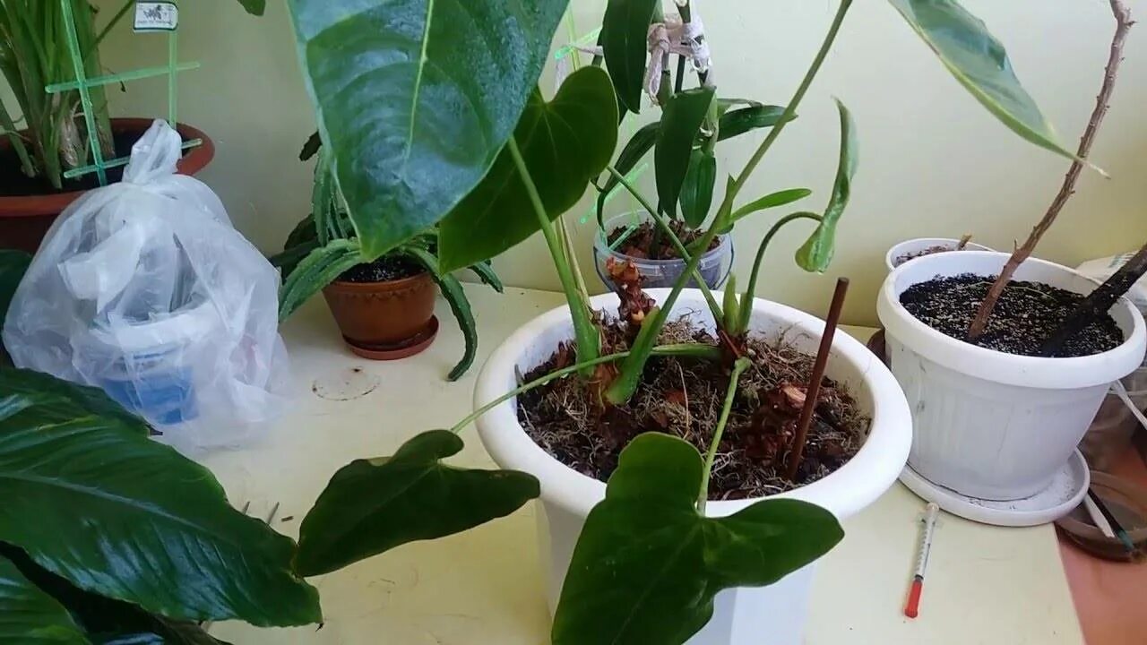 Антуриум мелкоцветковый. Антуриум шерцера. Антуриум андре размножение. Цветок антуриум пересаживать. Антуриум зизу.